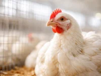 Arab Saudi Larang Impor Unggas Indonesia, Ini Akar Masalahnya